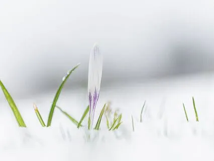 Winter To Spring Relaxation Meditation