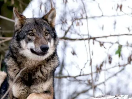 Winter Wolf Spirit: Music To Heal Damage In the Body & Soul