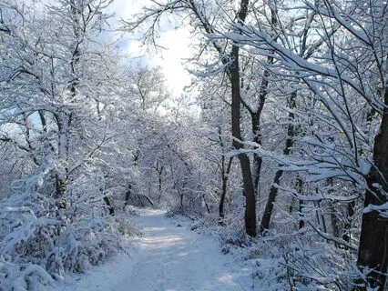 Winter Wonderland