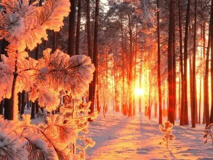 Winter Woodland Ambiance Crunching Snow, Hooting Owl