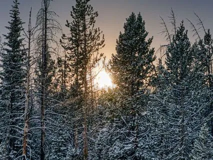 Winter Yoga Nidra - Deep Rest In Quiet Light