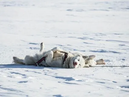 Winter Yoga Nidra Guided Relaxation