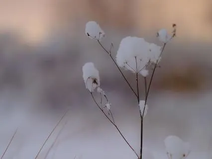 Winter Yoga Nidra Live Recording
