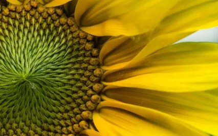 Wisdom Bits:  10 Ways To A Peaceful Mind In Unsettling Times