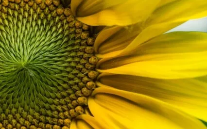 Wisdom Bits: 5 Powerful Affirmations For Focus And Fortitude