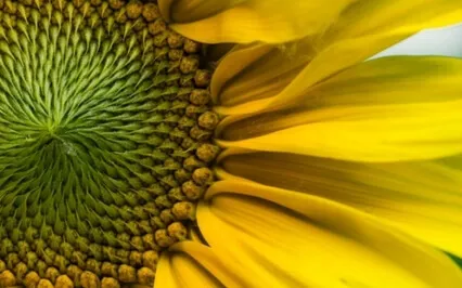 Wisdom Bits Talk: Are You An Optimist ... Or A Pessimist?