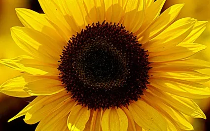 Wisdom Bits Talk - BeeCaring_A Story Of Caring & Sharing 