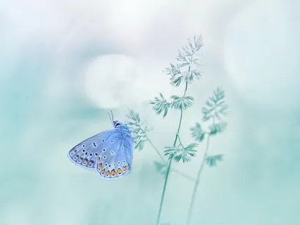 Wisdom Bits Talk: Gratitude-Living A Happy Life