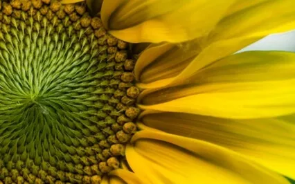 Wisdom Bits Talk: How To Enjoy Christmas Every Day