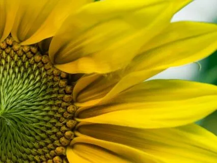 Wisdom Bits Talk: The First Hour Of The Day Best Energy Flow