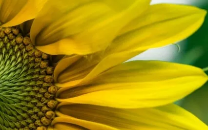 Wisdom Bits Talk: The First Hour Of The Day