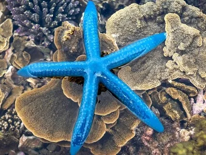 Wisdom Bits Talk: "The Story Of The Starfish" & Affirmations