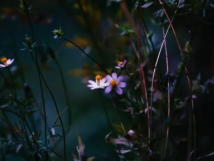 Wisdom In Waves - Ancestors' Shadow Melodies