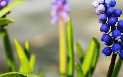 Wisdom In Your Resistance Morning Meditation