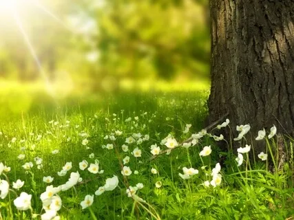 Wisdom Of Nature - A Guided Meditation