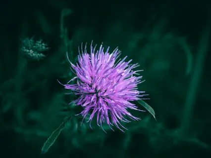 Wisdom Of Shaltazar Oracle - 37 | Expectations