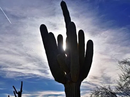 Wisdom Of Shaltazar: Oracle Card 14 | Schoolhouse Earth