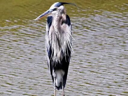 Wisdom Of Shaltazar: Oracle Card 22 | The Authentic You