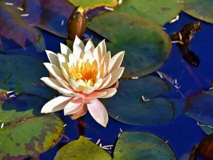 Wisdom Of Shaltazar Oracle Card #24 Balance