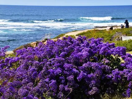 Wisdom Of Shaltazar: Oracle Card 50 | Let Go Of The Plan