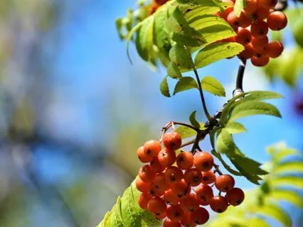 Wisdom Of Shaltazar: Oracle Card 30 | What Am I To Learn