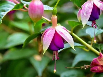 Wisdom Of Shaltazar: Oracle Card 31 | Slow Down