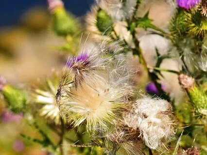 Wisdom Of Shaltazar: Oracle Card 33 | It's Enough To Just Be