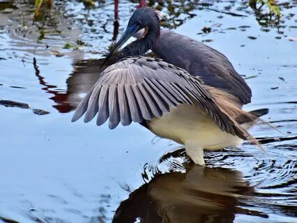 Wisdom Of Shaltazar: Oracle Card 36 | Feeding Your Mind