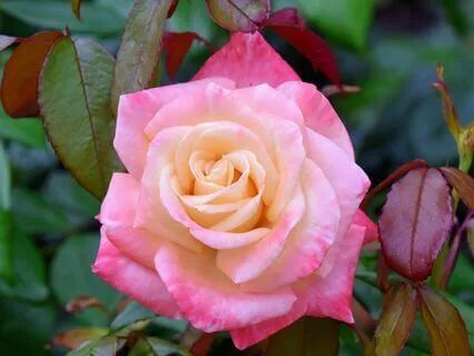 Wisdom Of Shaltazar: Oracle Card 39 | It's Not What You Do