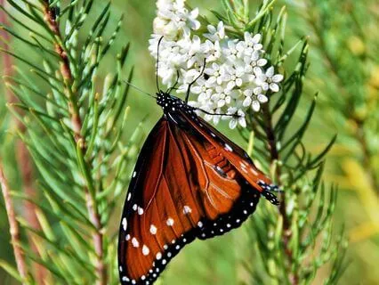 Wisdom Of Shaltazar: Oracle Card 42 | Find The Calm