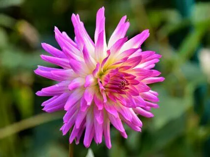 Wisdom Of Shaltazar: Oracle Card 45 | Learn From The Past