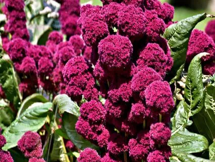 Wisdom Of Shaltazar Oracle Card - 49 | Self-Acceptance