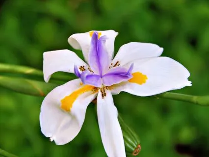 Wisdom Of Shaltazar Oracle Card - 51 | Your Inner Voice