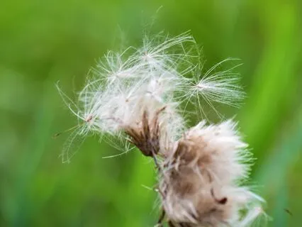 Wisdom Of Shaltazar: Oracle Card # 52 | Change How You React