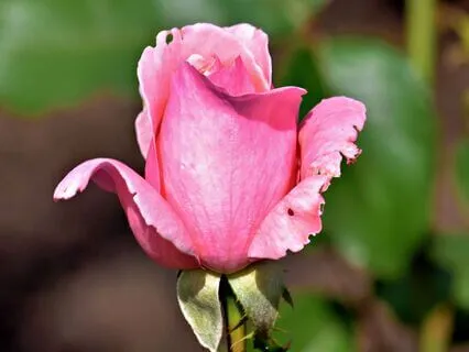 Wisdom Of Shaltazar: Oracle Card 6 | Finding Truth