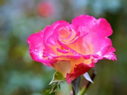 Wisdom Of Shaltazar: Oracle Card 7 | Self-Worth