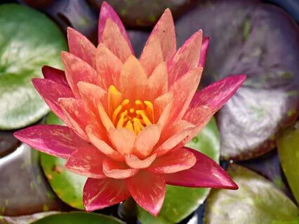 Wisdom Of Shaltazar: Oracle Card 9 | Your Mind