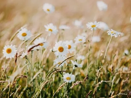 Wisdom Of The Breath - Meditation Music - Calm Relaxing Ambient Nature Sounds