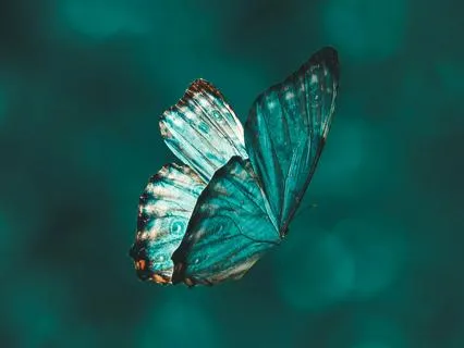 Wisdom Of The Butterfly