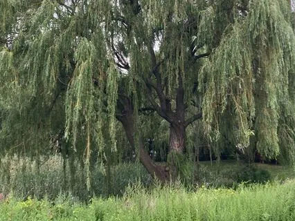 "Wisdom Of The Forest": Connect With Nature To Restore