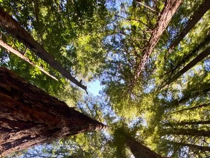Wisdom Of The Redwoods: Thriving From The Crown To The Roots