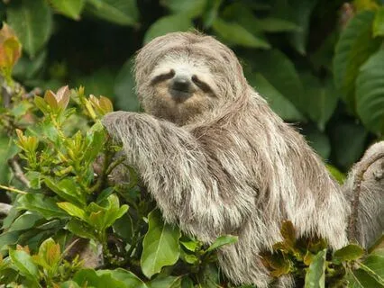 Wisdom Of The Sloth: The Sacred Art Of Stillness