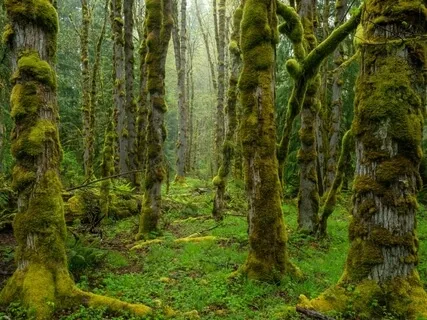 Wisdom Of The Trees (Healing Music For Deep Relaxation, Meditation & Inner Peace)