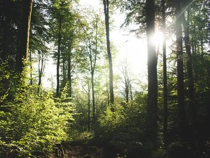 Find Self-Acceptance Through Nature's Wisdom