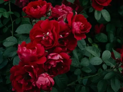 Wisdom Of The Womb Affirmation Meditation