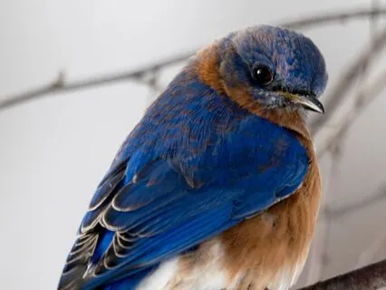 Wisdom On The Breeze Yoga Nidra