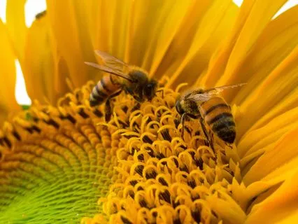 Wisdom Pills: Cautious