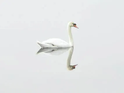 Wisdom Pills: Self-Reflection