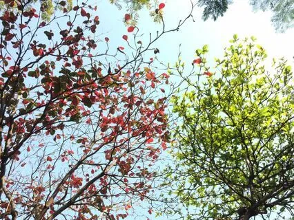 Wisdom Pills: Transience