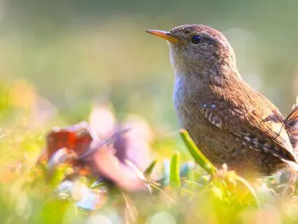 Wisdom And Renewal | Wren Spirit Meditation For Guidance
